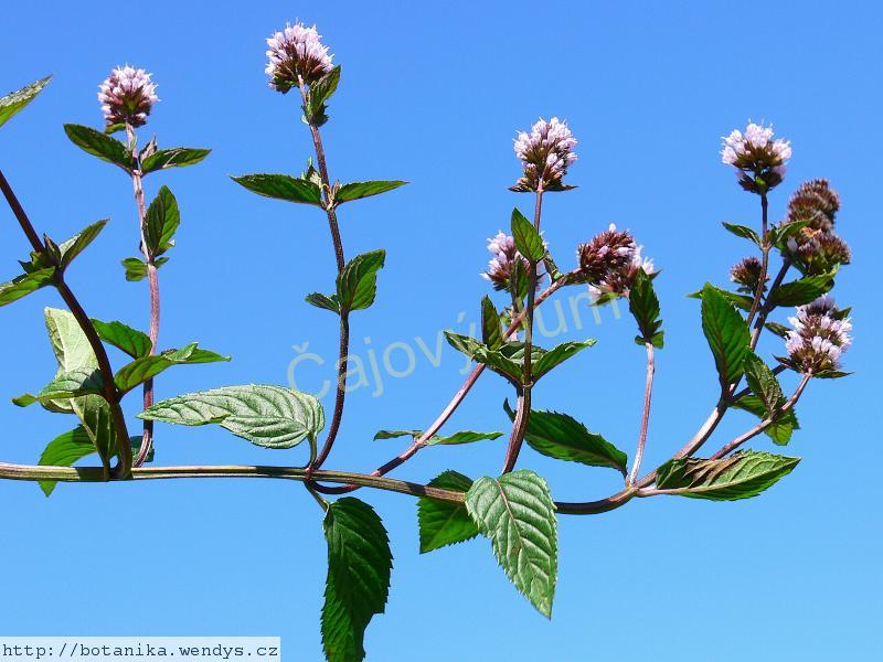 Máta kadeřavá nať řezaná